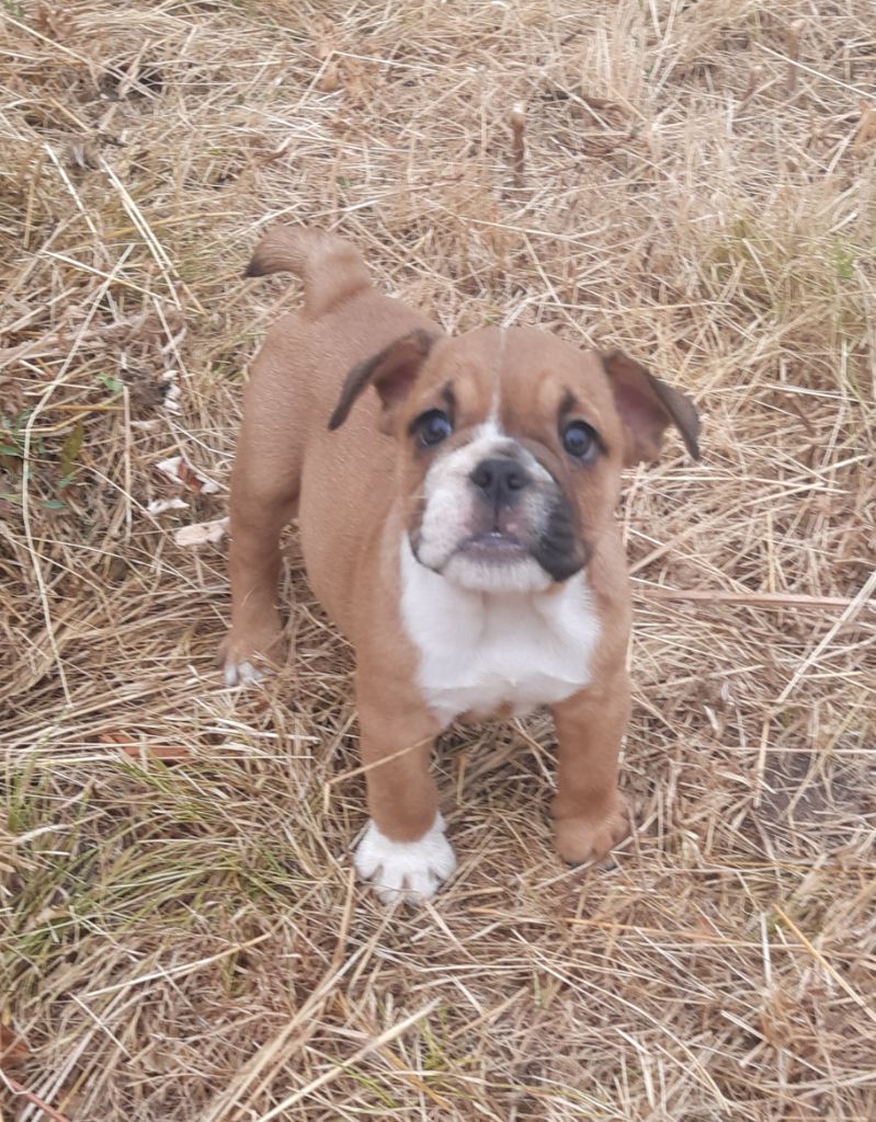 Pascale Trompas - Chiots disponibles - Bulldog Anglais