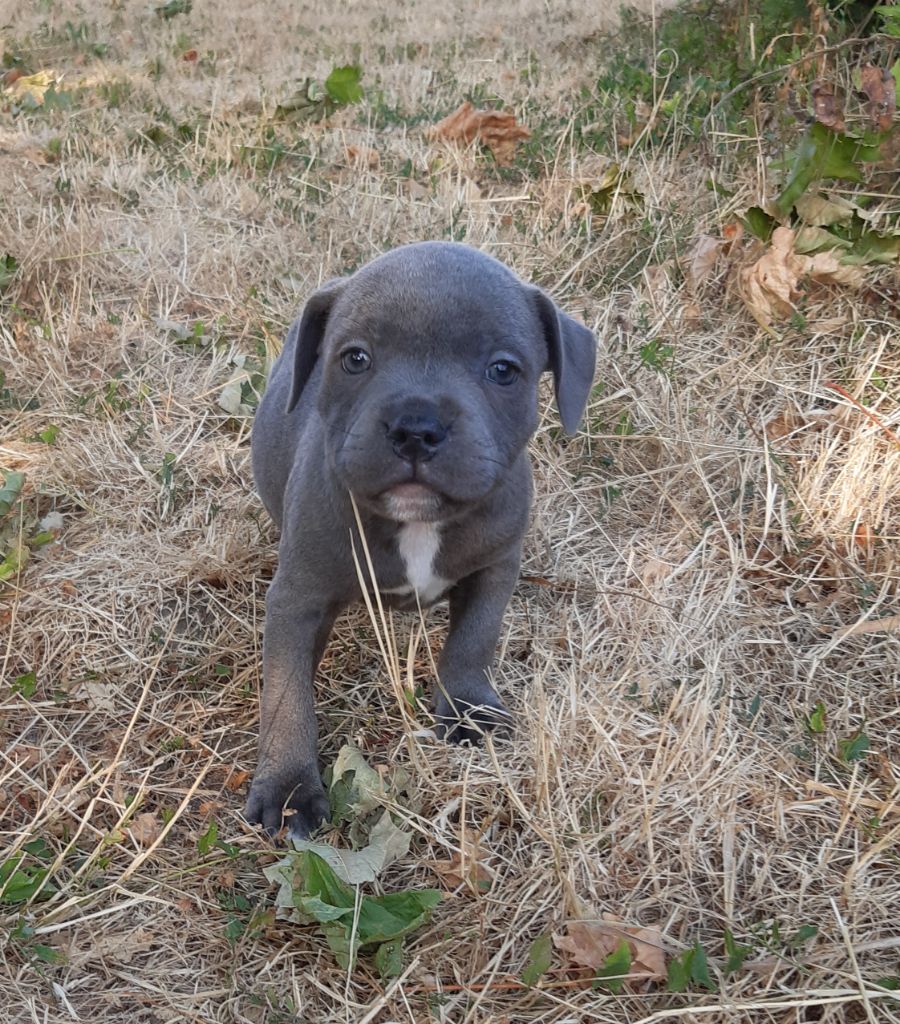 Pascale Trompas - Chiots disponibles - Staffordshire Bull Terrier