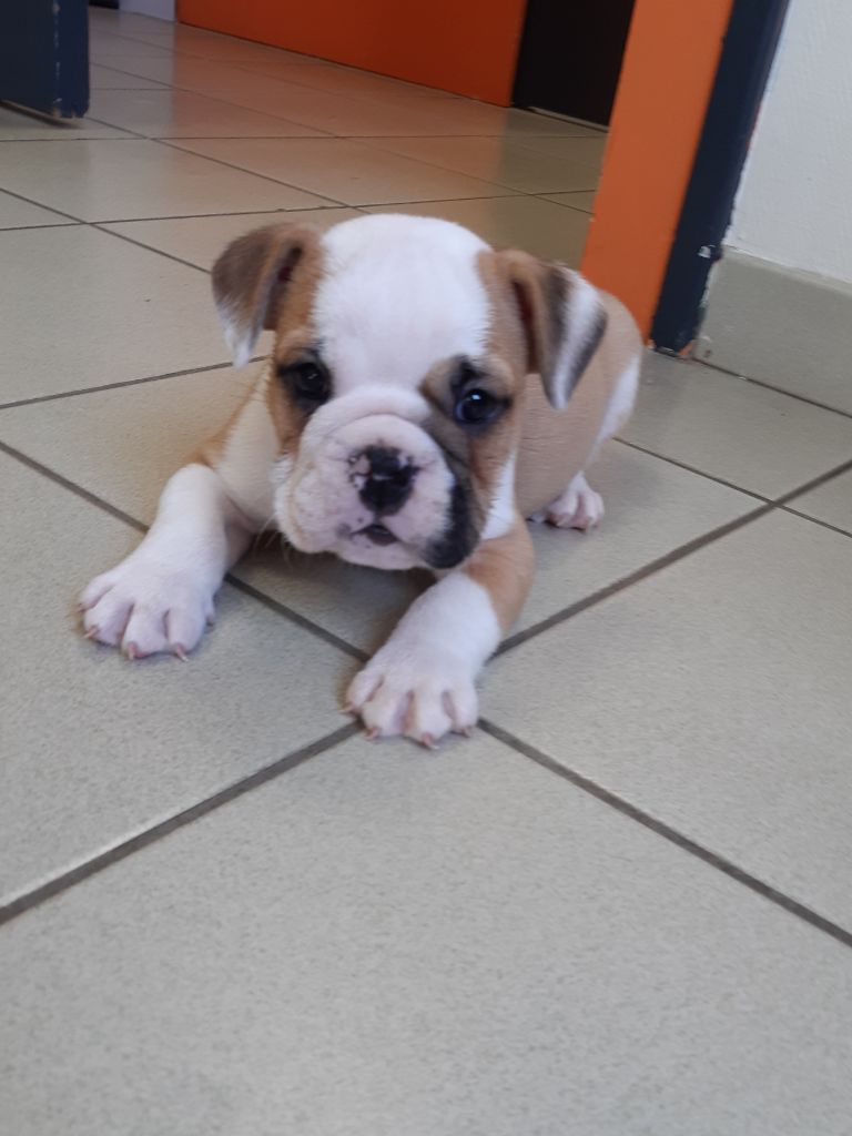 Pascale Trompas - Chiots disponibles - Bulldog Anglais