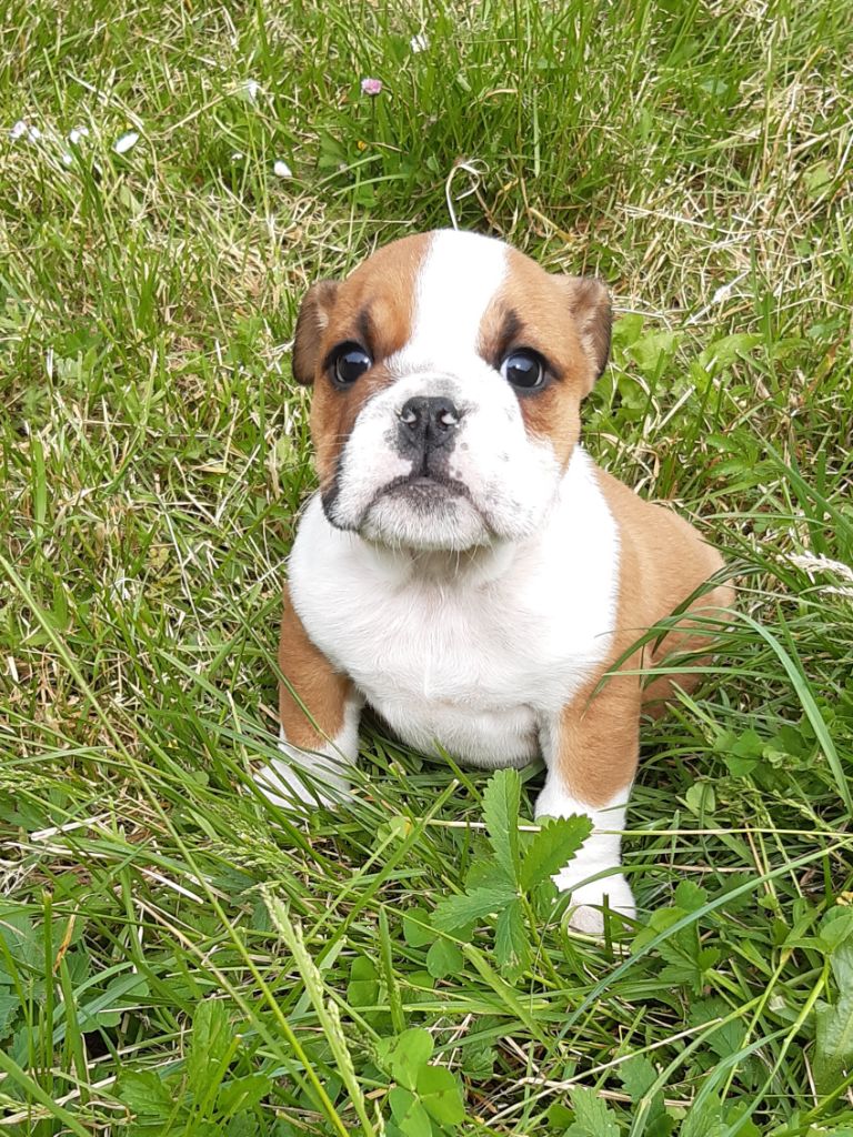 Pascale Trompas - Chiots disponibles - Bulldog Anglais