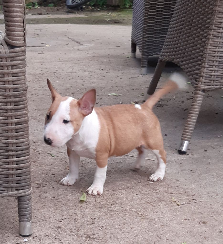 Pascale Trompas - Chiots disponibles - Bull Terrier Miniature