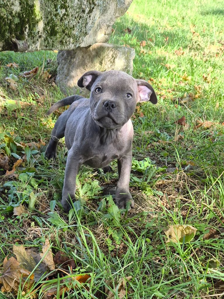 Pascale Trompas - Chiots disponibles - Staffordshire Bull Terrier